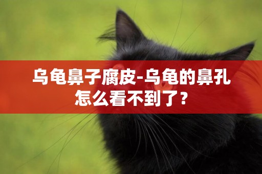 烏龜鼻子腐皮-烏龜的鼻孔怎么看不到了？