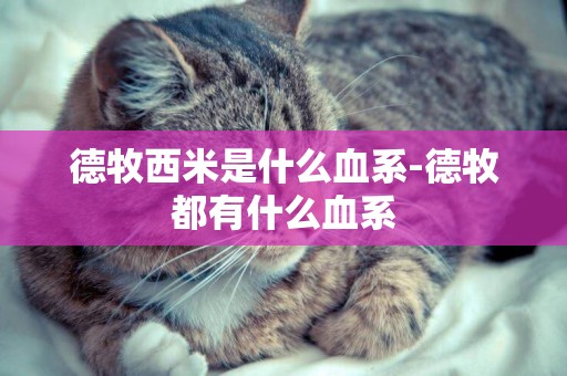 德牧西米是什么血系-德牧都有什么血系
