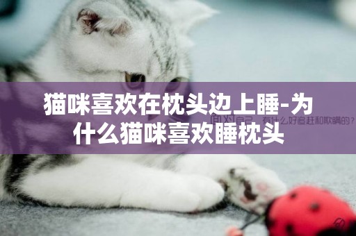 貓咪喜歡在枕頭邊上睡-為什么貓咪喜歡睡枕頭