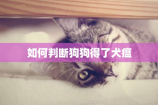 如何判斷狗狗得了犬瘟