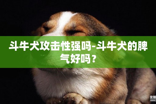 斗牛犬攻擊性強嗎-斗牛犬的脾氣好嗎？