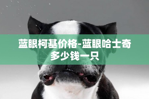 藍眼柯基價格-藍眼哈士奇多少錢一只