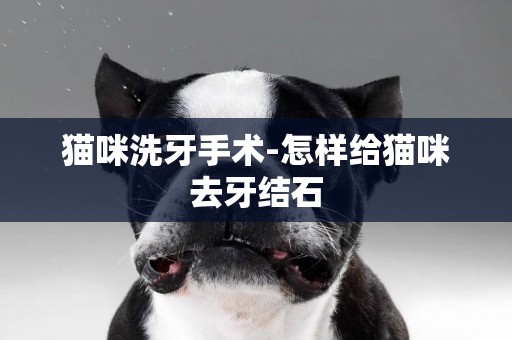 貓咪洗牙手術-怎樣給貓咪去牙結石