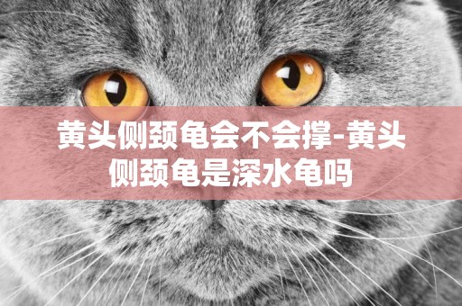 黃頭側頸龜會不會撐-黃頭側頸龜是深水龜嗎