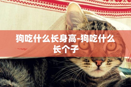 狗吃什么長身高-狗吃什么長個子