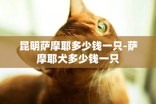 昆明薩摩耶多少錢一只-薩摩耶犬多少錢一只