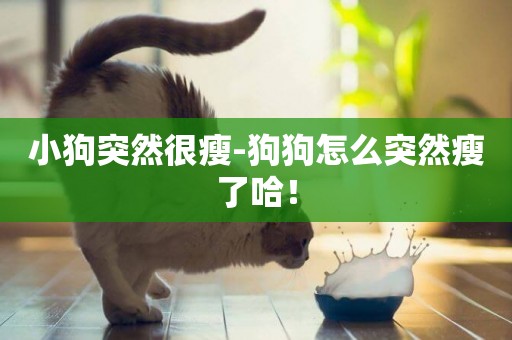 小狗突然很瘦-狗狗怎么突然瘦了哈！