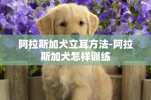 阿拉斯加犬立耳方法-阿拉斯加犬怎樣訓練