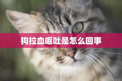 狗拉血嘔吐是怎么回事