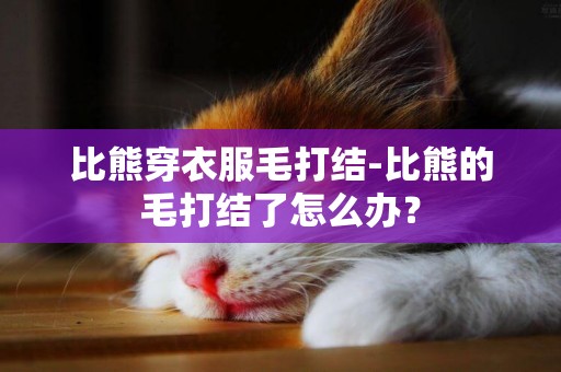 比熊穿衣服毛打結-比熊的毛打結了怎么辦？