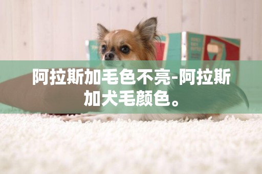 阿拉斯加毛色不亮-阿拉斯加犬毛顏色。