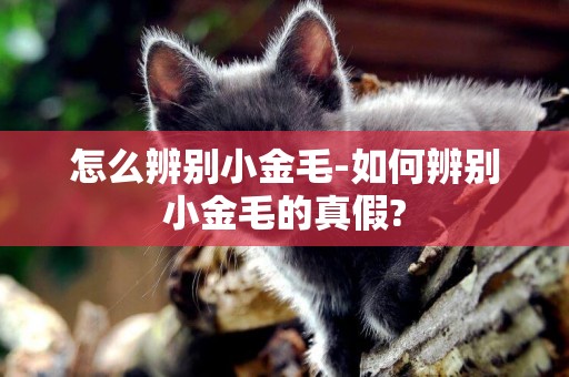 怎么辨別小金毛-如何辨別小金毛的真假?