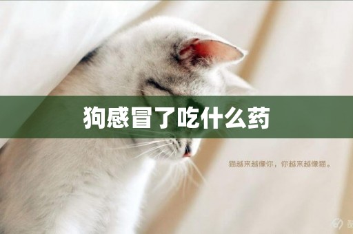 狗感冒了吃什么藥