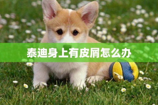 泰迪身上有皮屑怎么辦