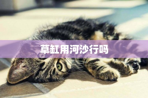草缸用河沙行嗎