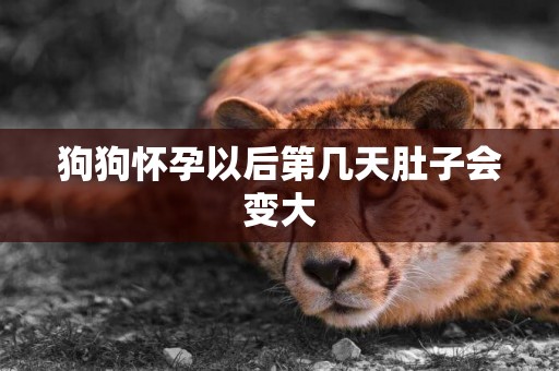 狗狗懷孕以后第幾天肚子會變大