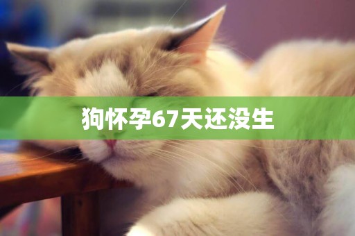 狗懷孕67天還沒生