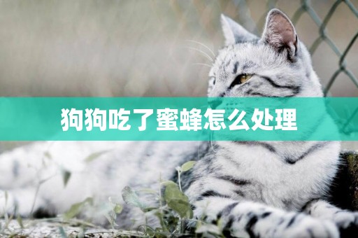 狗狗吃了蜜蜂怎么處理