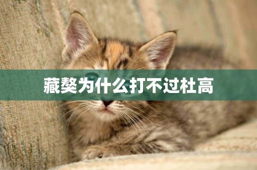 藏獒為什么打不過杜高