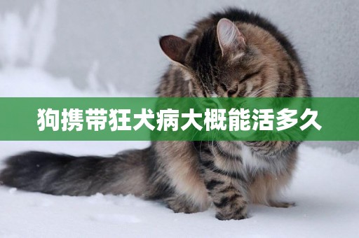 狗攜帶狂犬病大概能活多久