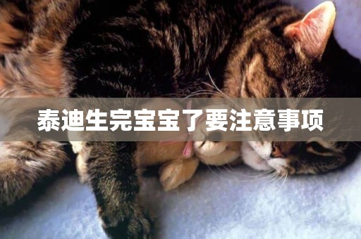 泰迪生完寶寶了要注意事項