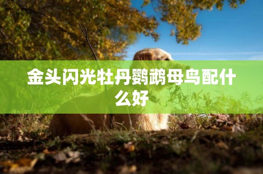 金頭閃光牡丹鸚鵡母鳥配什么好
