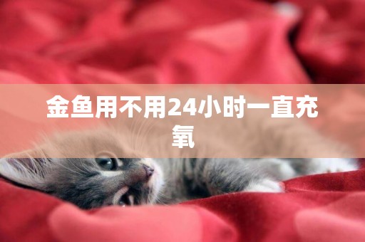 金魚用不用24小時一直充氧