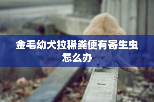 金毛幼犬拉稀糞便有寄生蟲怎么辦