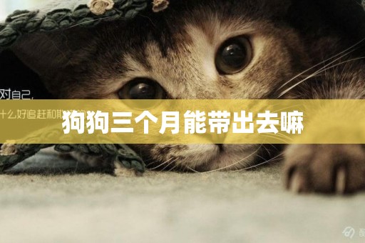 狗狗三個月能帶出去嘛