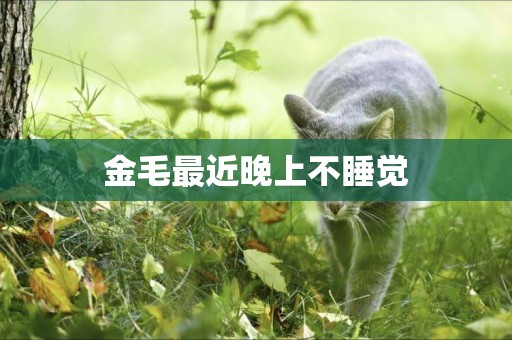 金毛最近晚上不睡覺
