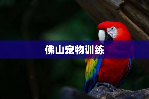 佛山寵物訓練