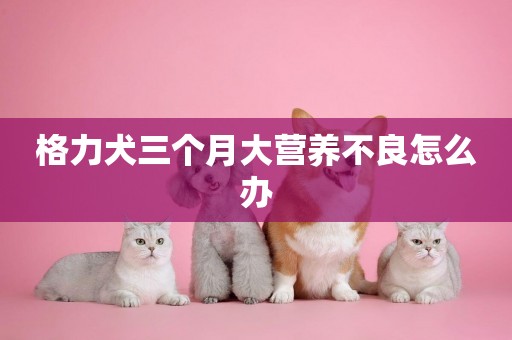 格力犬三個月大營養不良怎么辦
