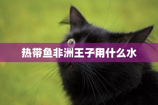 熱帶魚非洲王子用什么水