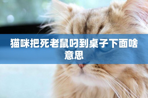 貓咪把死老鼠叼到桌子下面啥意思