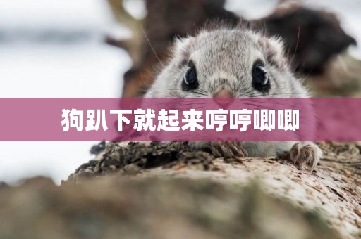 狗趴下就起來哼哼唧唧