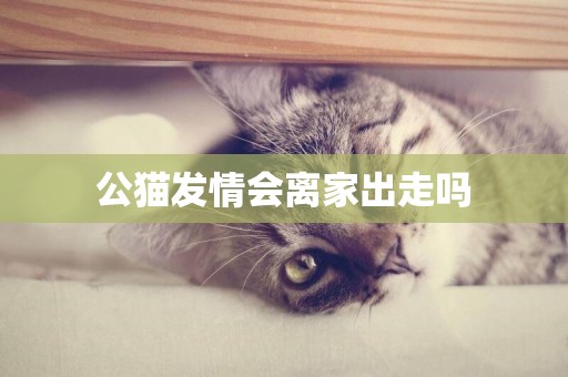 公貓發情會離家出走嗎