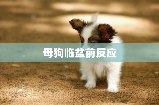 母狗臨盆前反應
