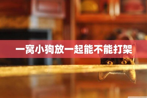 一窩小狗放一起能不能打架