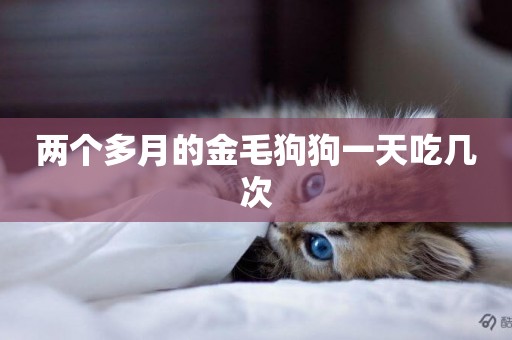 兩個多月的金毛狗狗一天吃幾次