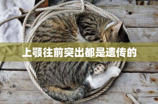 上顎往前突出都是遺傳的