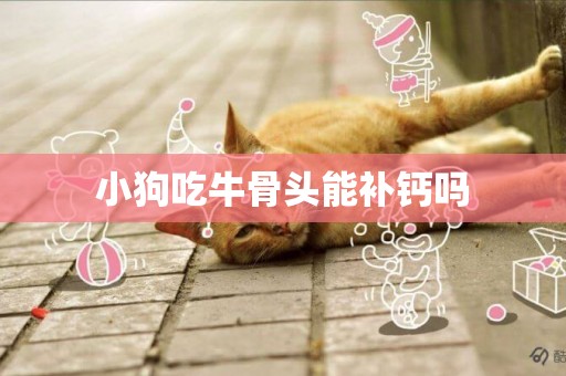 小狗吃牛骨頭能補鈣嗎