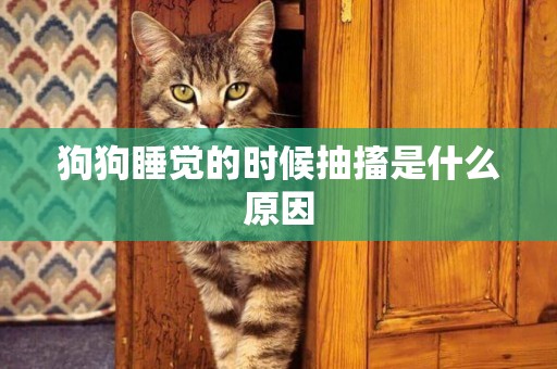 狗狗睡覺的時候抽搐是什么原因