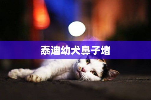 泰迪幼犬鼻子堵