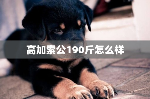 高加索公190斤怎么樣