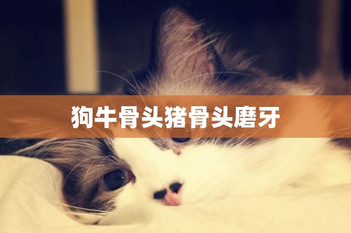 狗牛骨頭豬骨頭磨牙
