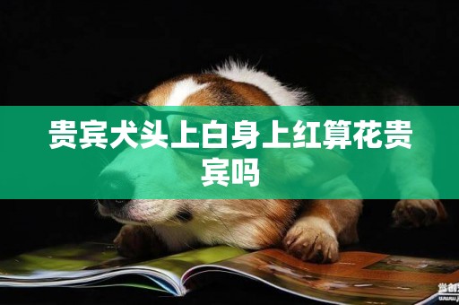 貴賓犬頭上白身上紅算花貴賓嗎