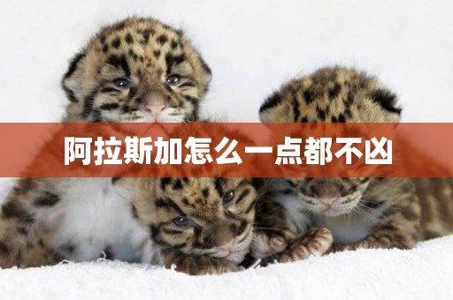阿拉斯加怎么一點都不兇