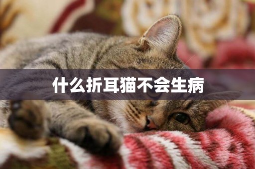 什么折耳貓不會生病