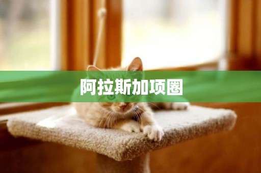 阿拉斯加項圈
