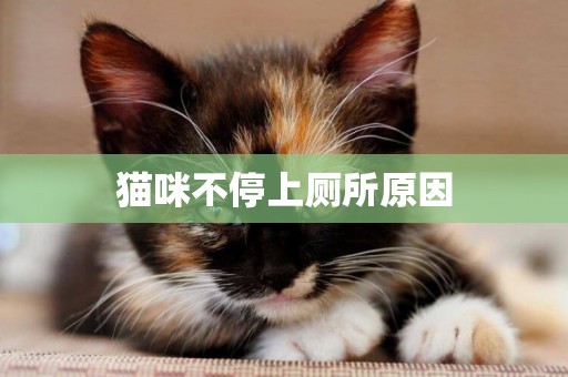 貓咪不停上廁所原因
